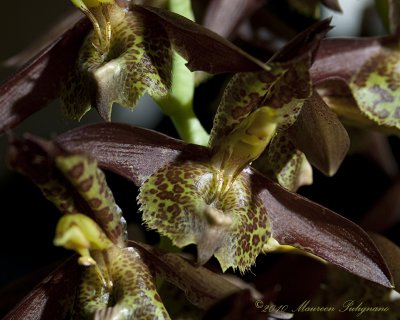 Catasetum Dragon's Teeth