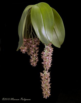 Phalaenopsis gigantea 'Magnifico' CCE/AOS
