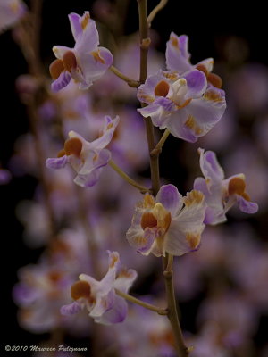 Doritis pulcherrima var. champornensis 'Memoria Wanda Mckovich' AM/AOS