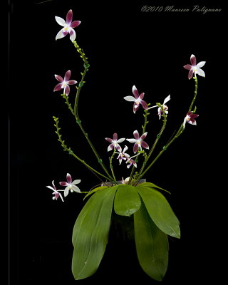 Phalaenopsis speciosa var. christiana Magnifico CHM/AOS