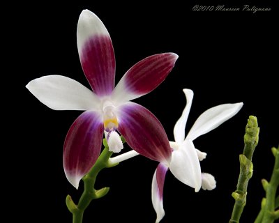 Phalaenopsis speciosa var. christiana 'Magnifico' AM/AOS
