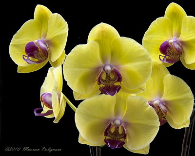 Doritaenopsis Fushen's Golden Age 'New Orchids' HCC/AOS