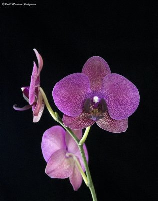 Phal 'Kathy Bowen' HCC/AOS