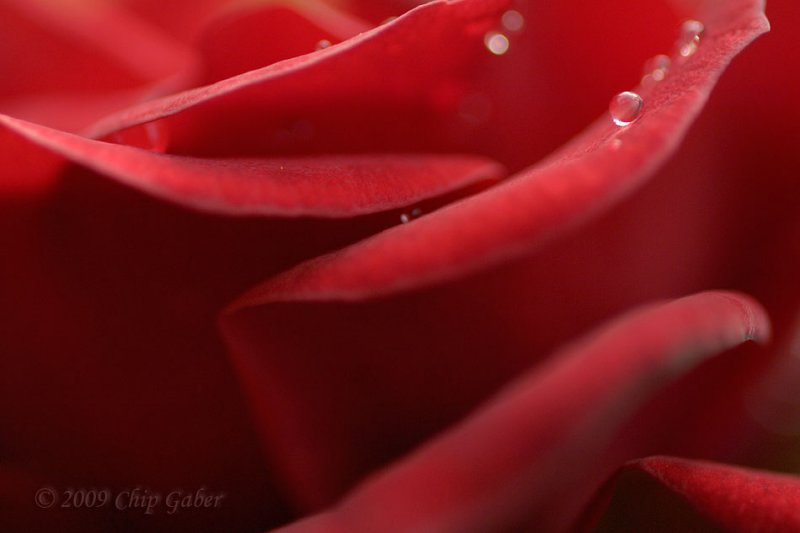 Wet rose