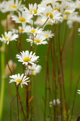 daisies