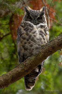 Great horned