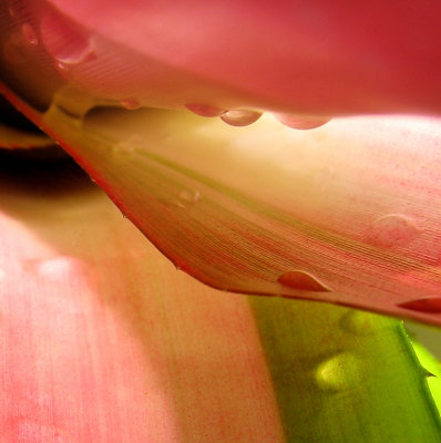 Pink rain