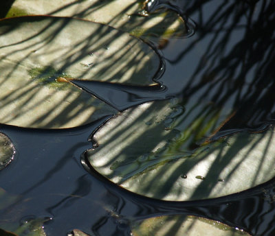 Lotus Pies