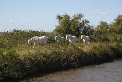 Vilde heste ved Canal Du Midi