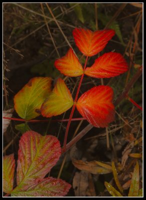 Autumn Leaves