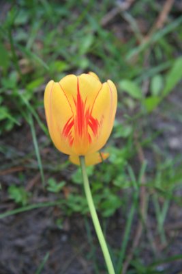 Tulipan - Ottawa