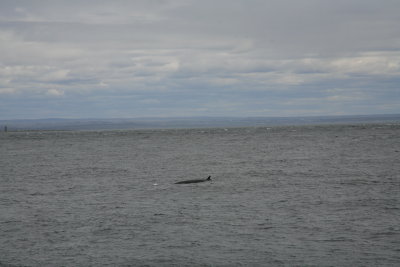 Hvaler i St Lawrence River