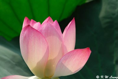 Lotus DSC_7829