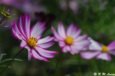 Cosmos DSC_2960