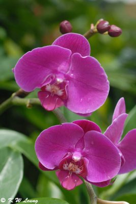 Orchid DSC_2991