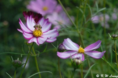 Cosmos DSC_2943