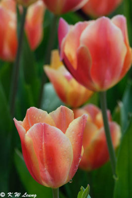 Tulips DSC_2925