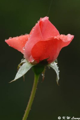 Potrues Rose Garden (寳趣玫瑰世界)