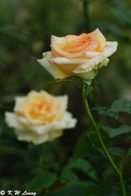 DSC_8409