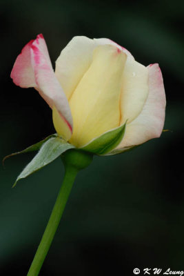 DSC_8427