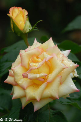 DSC_8430