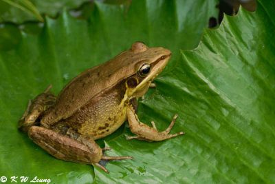 Frog (DSC_9395)