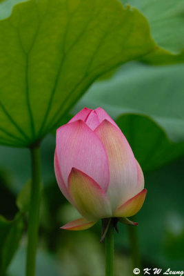 Lotus DSC_9339