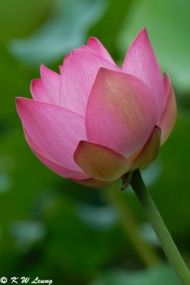 Lotus DSC_0127