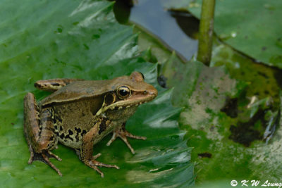 Frog (DSC_0026)