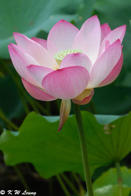 Lotus DSC_0125