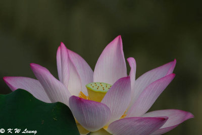 Lotus DSC_0103