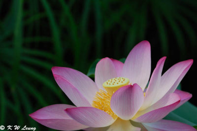 Lotus DSC_0107