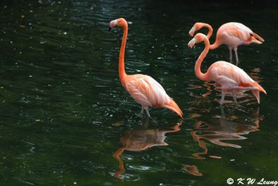 Flamingo DSC_0275