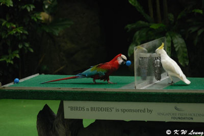 Birds n Buddies Show