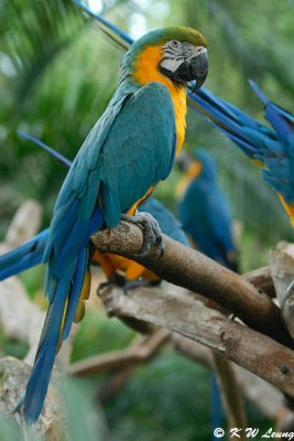 Blue and Yellow Macaw DSC_0291