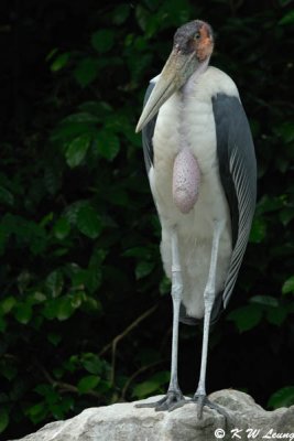 Marabou stork DSC_0418