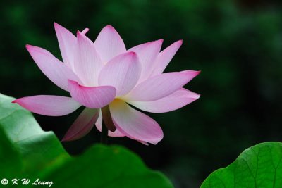 Lotus DSC_5329