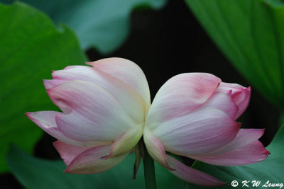 Twin Lotus DSC_5809