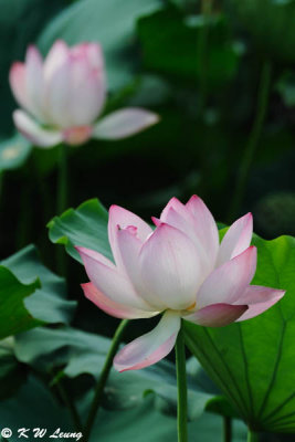 Lotus DSC_5824