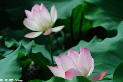 Lotus DSC_5797