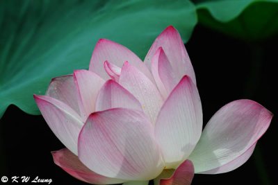 Lotus DSC_5798