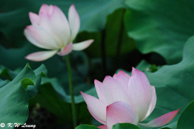 Lotus DSC_5835