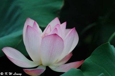 Lotus DSC_5813