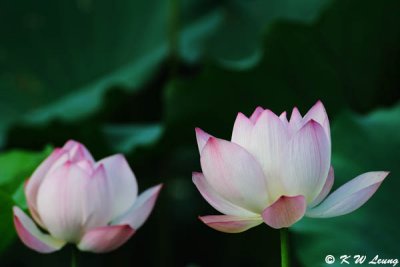 Lotus DSC_5823