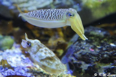 Cuttlefish (DSC_3422)