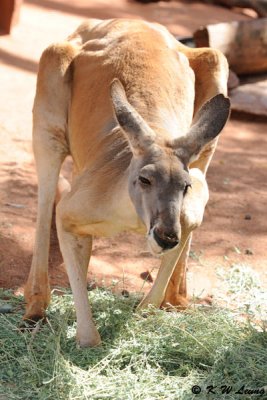 Kangaroo (DSC_3584)