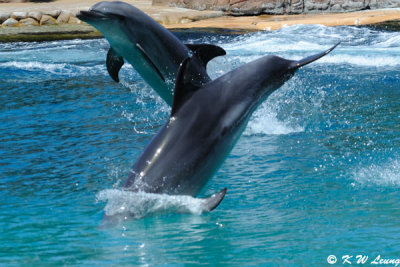 Dolphin Show (DSC_3862)