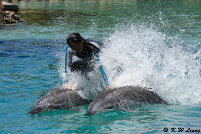 Dolphin Show (DSC_3886)