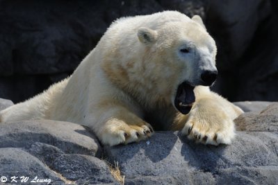 Polar bear (DSC_4148)