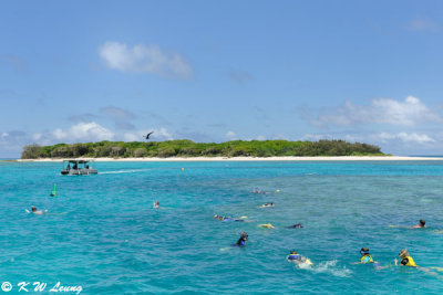 Lady Musgrave Island (DSC_4275)